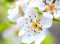 Anjou Pear Tree Blossom