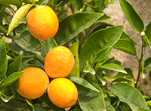A Bergamot tree and fruit - A top note in Green Tea Energizing Bath & Shower Gel