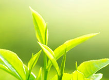 Close up image of green tea leaves - A middle note in Green Tea Refreshing Body Lotion